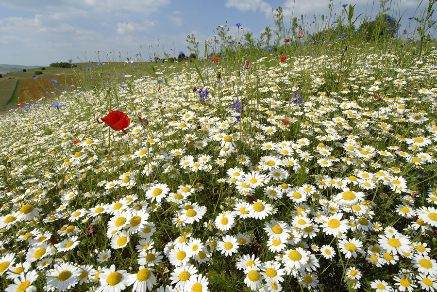 097 Ackerwildkraeuter am Riegelberg