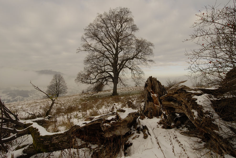 100 Eichhalde im Winter