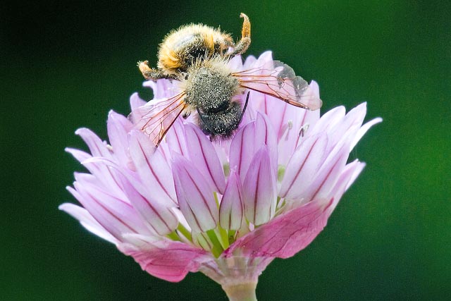 Bee on Allium