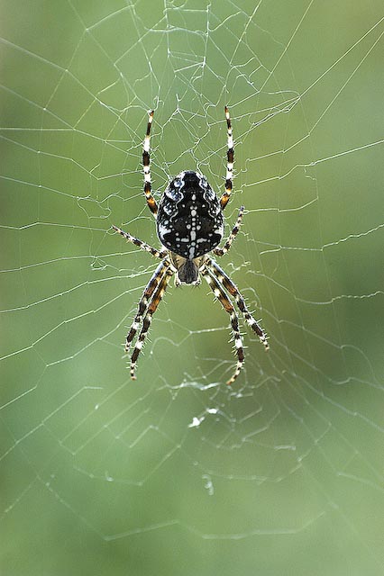 Garden spider