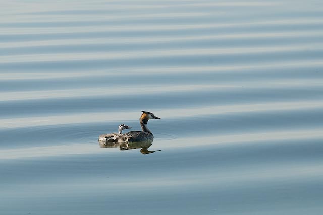 Great Crested Grebe Pair