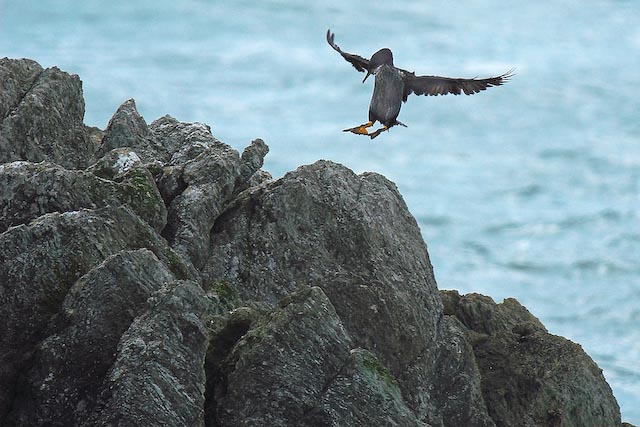 Landing Pitt Island Shag