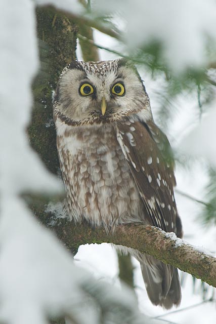 Tengmalm's Owl