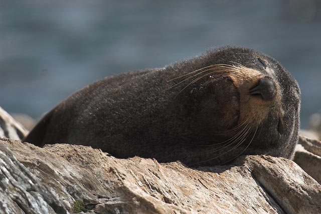 Tired Sea Bear