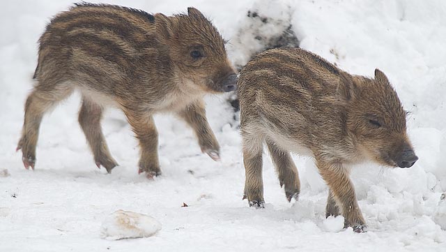 Two Piglets