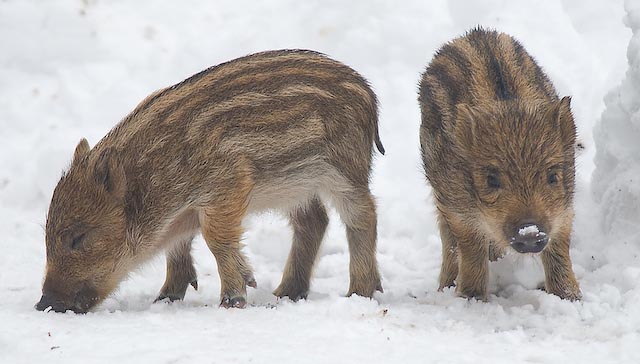 Two Piglets 02