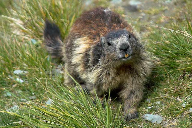 Marmot