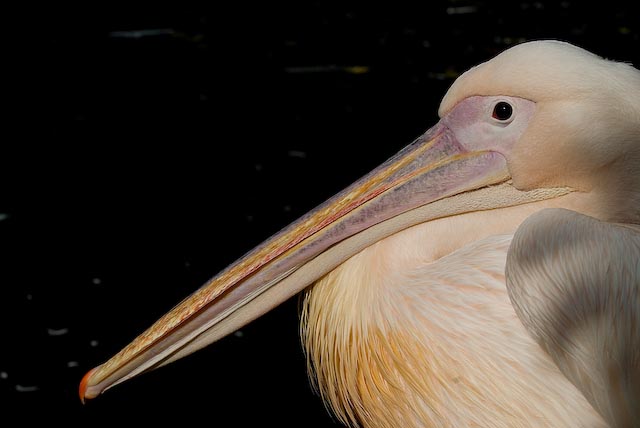 Pelican Portrait