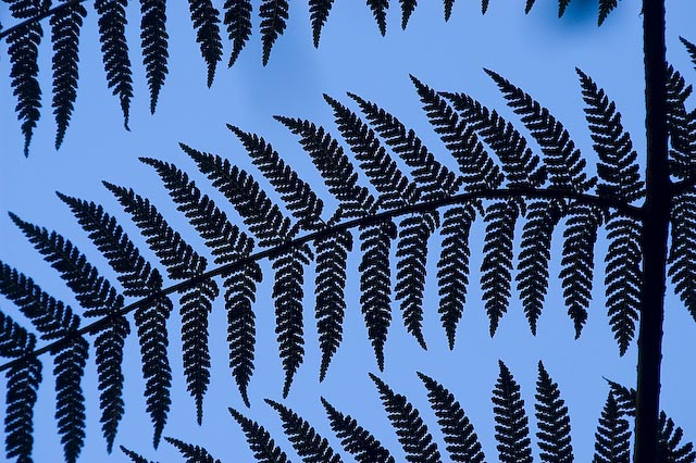 Silver Fern Shadow