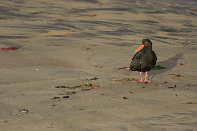 Stewart Island Oystercatcher