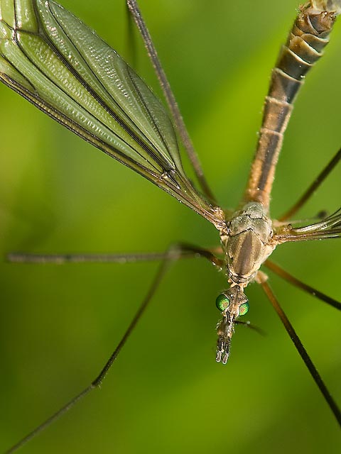 Tipula oleracea Portrait