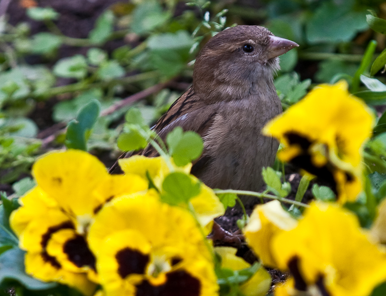 121 Spatz in Stiefmtterchen