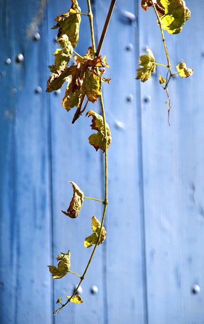 064 Herbstlaub