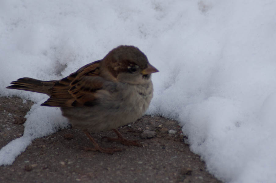 N anderer Vogel