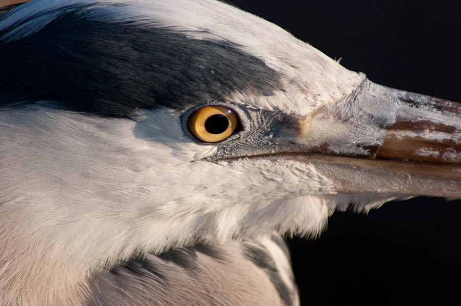 Eye of the ... N anderer Vogel