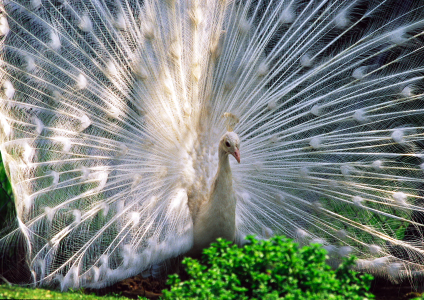 277 Weisser Pfau