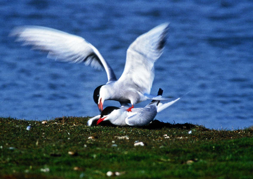 274 Texel Flussseeschwalbe, Koppulation