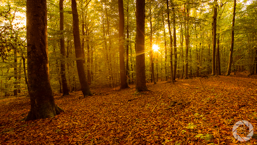 A evening in the forest