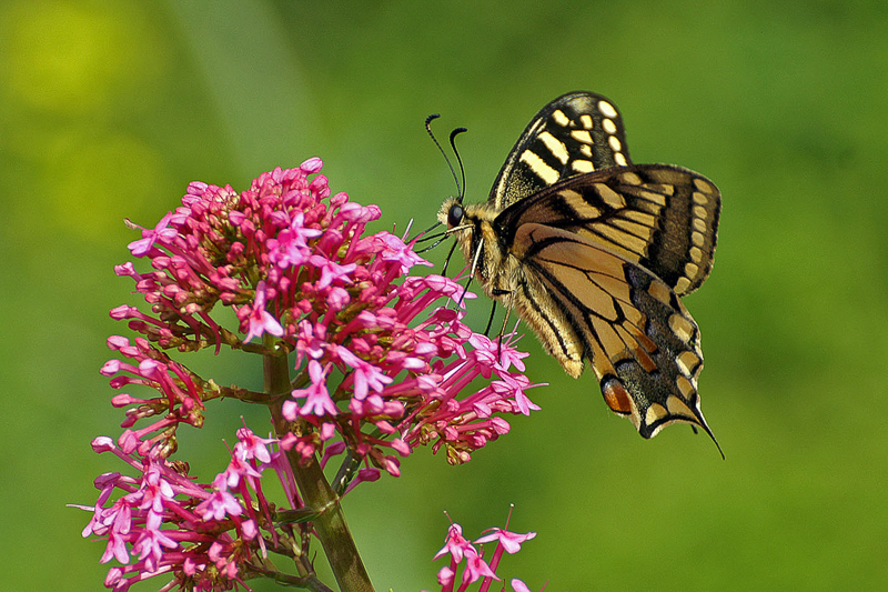 5. Platz - Dieter Ehmann