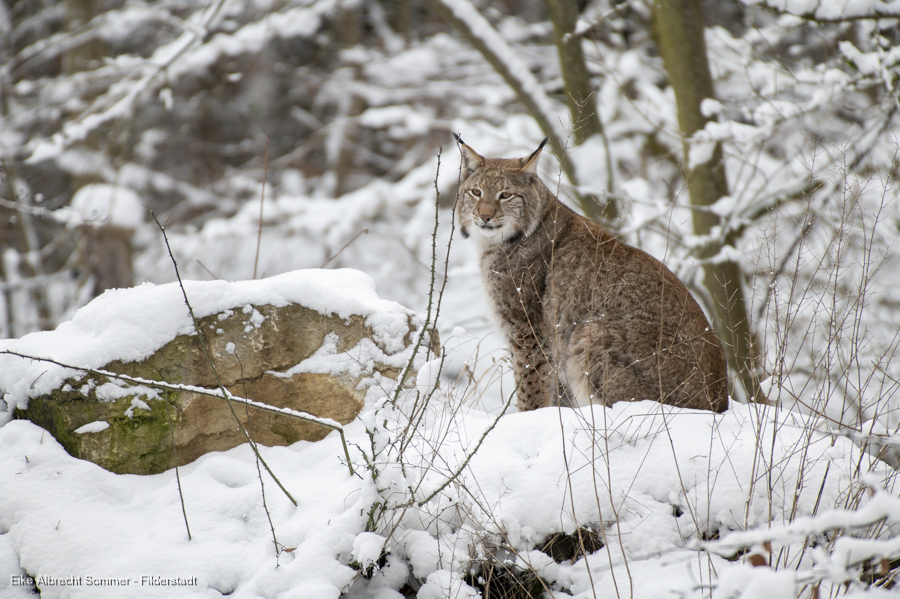 Luchs