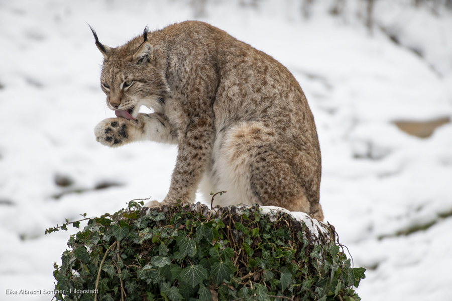 Luchs