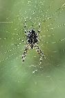 Garden spider