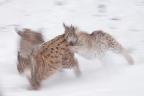 Three Lynx Frisky