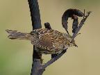 New Zealand Sparrow