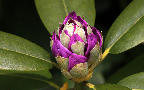 011 Rhododendron